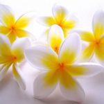 frangipanis